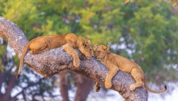 5 Days Tanzania Lodge Safari Tour