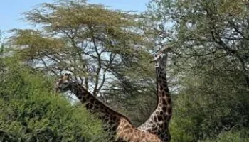 8 Days Tanzania Big Five Safari