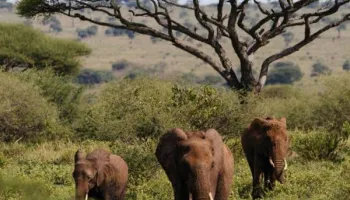 9 Days Serengeti Wildebeest Migration Safari