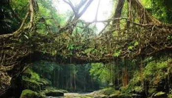 7N Cherrapunji - Dawki - Shillong - Kaziranga - Guwahati Tour