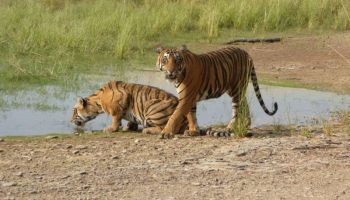 Wildlife - Nature Rajasthan Tour - 5 Days