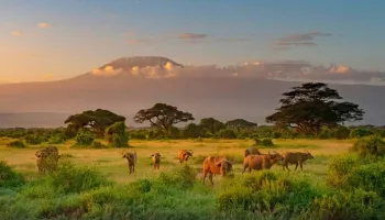 Kenya Best Wildlife Package