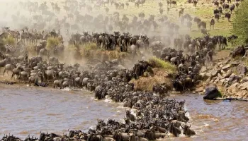 3 Days - 2 Nights Maasai Mara Tour