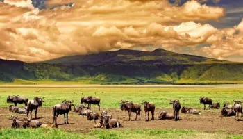 Ngorongoro Crater Private Day Tour