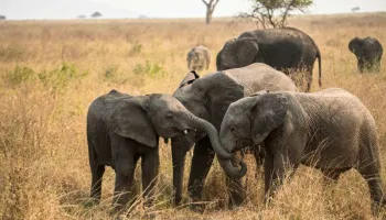 7 Days Camping Tour In Tarangire - Serengeti - Ngorongoro Crater Tanzania