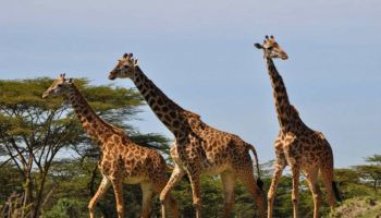 7D Wildebeest Migration Tarangire-Serengeti-Ngorongoro And Lake Manyara Private Camping Tour