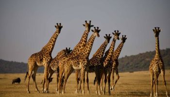 8 Days Classic Sunset And Wildebeest Migration Safari In Tanzania