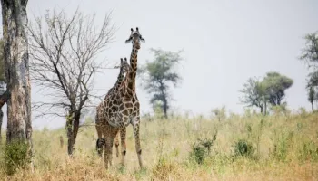 5 Day Tanzania Wildlife Mid-Range Lodge Safari Tour