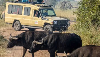 6D Tarangire - Serengeti - Ngorongoro Crater And Lake Manyara Mid-Range Lodge Tour