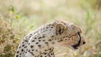 7D Tarangire - Serengeti - Ngorongoro Crater And Lake Manyara Mid-Range Lodge Tour