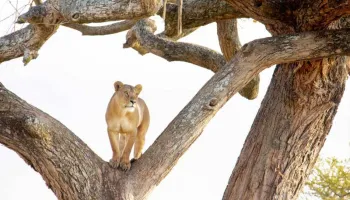 8 Days Mid-Range Serengeti Wildebeests Migration Tour