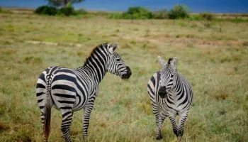10 Days Safari Calving Migration And Culture Tour