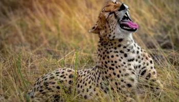 10 Days Southern Serengeti Safari Tour