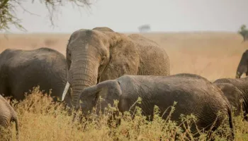 11 Days Migration Kenya And Tanzania Tour