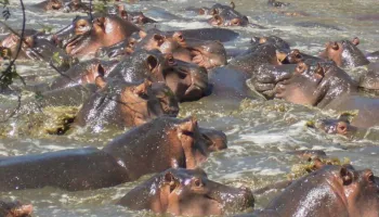 4 Days Private Mara River Crossing Migration In Serengeti Tour