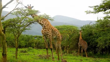 7 Days Private Luxury Serengeti Wildebeest Migration Tour