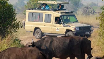 11 Day Migration Kenya And Tanzania Tour