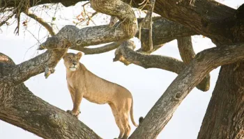 14 Days Romantic Getaway Serengeti Honeymoon Safari Tour