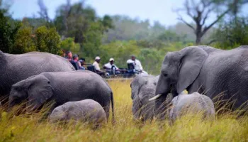 4 Days Amboseli - Tsavo West Tour