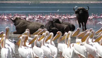 6 Days Safari Lake Nakuru - Lake Baringo - Lake Naivasha - Masai Mara Tour