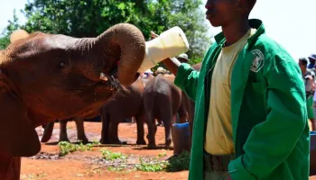 David Sheldrick Elephant Orphanage Tour
