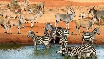 3-Day Tsavo East Safari Tour
