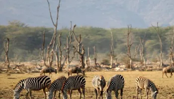 Mt Kilimanjaro - Serengeti - Ngorongoro Tour - 2 Pax