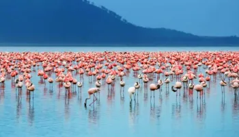 3 Nights To Lake Nakuru And Masai Mara Package