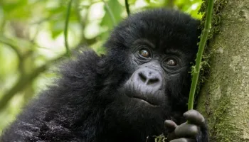 5 Days Ol Pajeta - Maasai Mara - Encounter The Chimps Tour