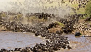 3 Days Masai Mara - Wildebeest Migration Safari Tour