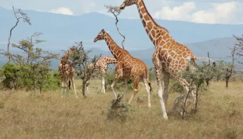 8 Days Sweet Waters - Samburu - Nakuru - Naivasha - Masai Mara Tour