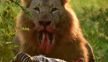 7-Day Kenya Safari, Amboseli, Naivasha, Nakuru, Masai Mara