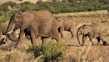 10 Days Kenya Family Safari Tour