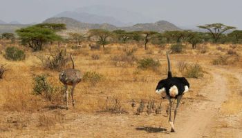 10 Days Kenya Safari Tour