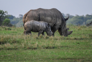 2 Days 1 Night Safari Experience In Ol Pejeta Conservancy Tour