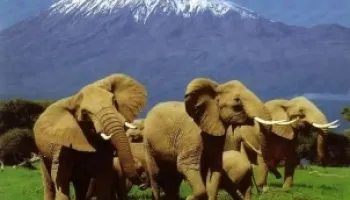 3 Days Amboseli National Park Safari Tour