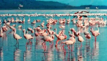 3 Days Lake Nakuru Safari Tour
