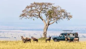 3 Days Masai Mara Safari Tour