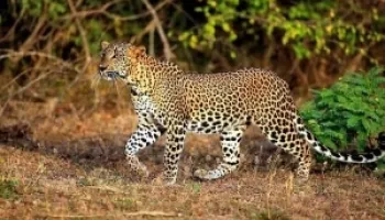 3 Days Tsavo West National Park Tour