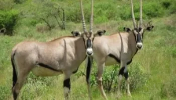 3-Days Samburu Reserve Safari Tour