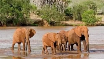 3-Days Tsavo East Safari Tour