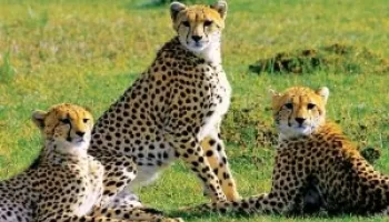 4 Days Lake Naivasha And Masai Mara Safari Tour
