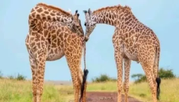 4 Days Lake Nakuru And Masai Mara Safari Tour