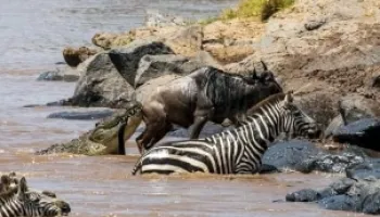 4-Day Masai Mara Safari Tour