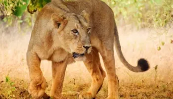 5 Days Lake Naivasha - Lake Nakuru And Masai Mara Safari Tour