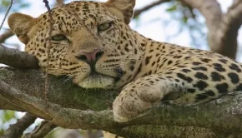 5 Days Luxury Kenya Safari Tour