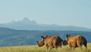 5 Days Kenya Relaxing Safari Tour