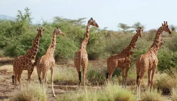 5 Days Samburu And Ol Pejeta Kenya Safari Tour