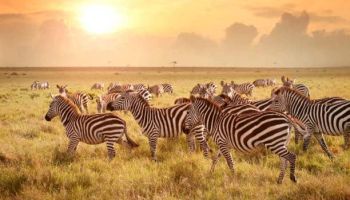 5-Day Safari In Kenya - Ol pejeta - Lake Nakuru - Masai Mara Tour