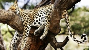 6 Days Ol Pejeta - Lake Nakuru - Masai Mara Luxury Safari Tour